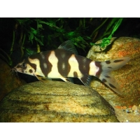 Botia Histrionica 4cm Botia Histrionica 4cm